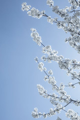 cherry tree in spring