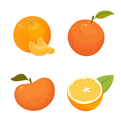 Fresh citrus fruits isolated vector illustration with tangerine, grapefruit, orange.