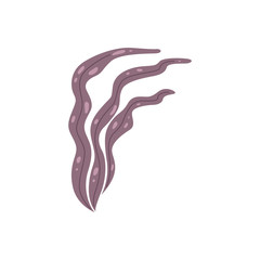 Vector seaweed icon isolated on whire. Sea underwater marine plant.