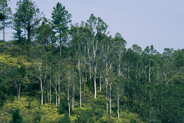Tall and thin trees in the mountain.