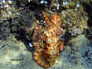Naklejka na ściany i meble Common Mediterranean octopus - Octopus vulgaris