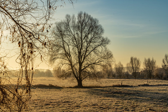 Fld mit Baum im Rauhreif