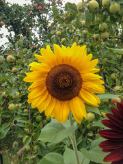 Obraz premium closeup on an isolated sunflower with green background