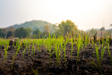 Young green grass grows on the scorched grass . Blasted field after a fire