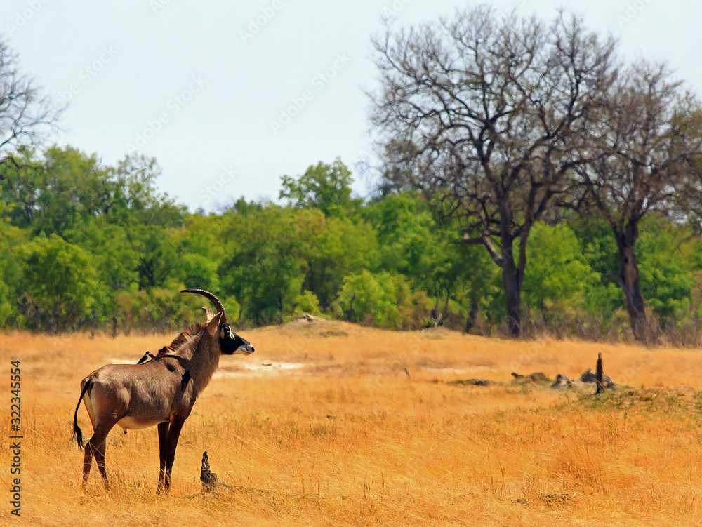 Wall mural rare roan antelope (hippotragus equinus) standing on the dry open africna plains. the grass is very 