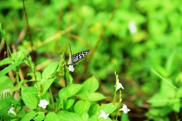 Beautiful butterflies in the green leaves