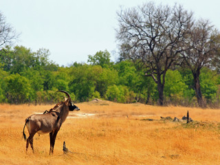 Rare Roan Antelope (Hippotragus equinus) standing on the dry open Africna Plains.  The grass is very yellow as it is the dry season and water is scarce.  Hwange National Park, Zimbabwe