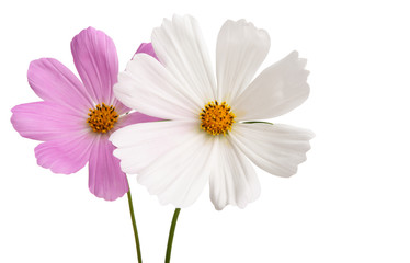 cosmea flowers Isolated