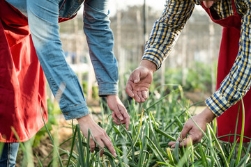 hands of farmers observing and examining an onion plantation in an organic field