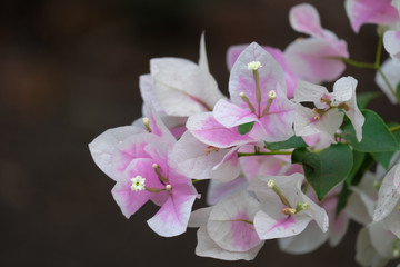 Close up view of bougainvillea flower.