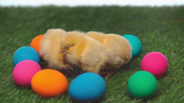 rack focus of small chickens near easter eggs