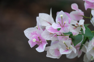 Close up view of bougainvillea flower.