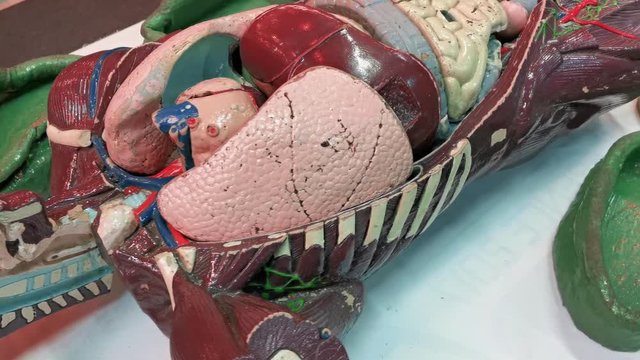 Top view close up of human anatomy dummy model.