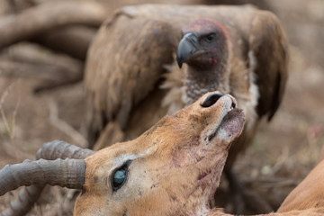 Vulture on carcass, dead deer dead impala in the wilderness