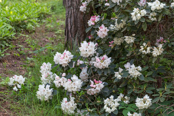 Large flowering rhododendron bush with white flowers and pink buds in a pine forest