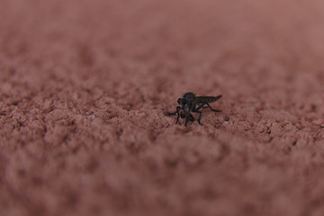 Mosquito on a pink wall. Blurry foreground and background with a horizontal in focus band.