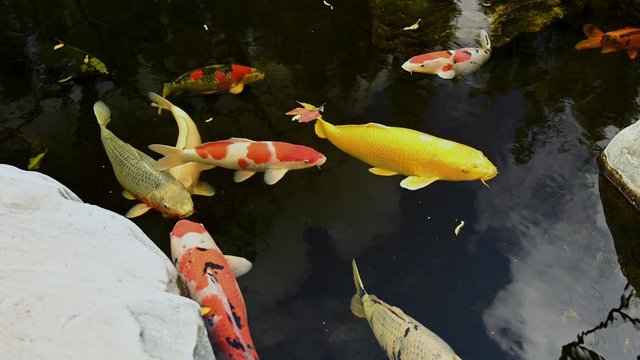Multi-colored japanese koi swim in pond