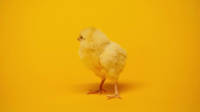 fluffy and small chicken on yellow