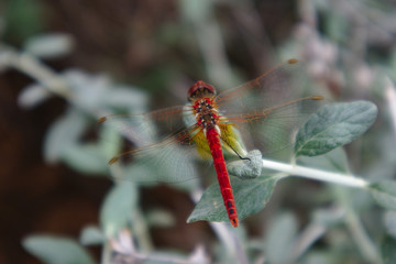 Bright red dragonfly on silver green plant.