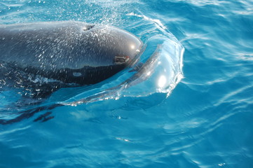 Delfin © Sonia