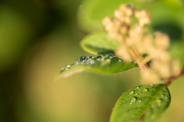 Close-up of bright green leaves with well-defined and clear water drops on them. Macro photography.