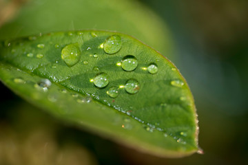 Close-up of bright green leaves with well-defined and clear water drops on them. Macro photography.