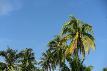 Fototapeta na wymiar View of coconut trees and the sky