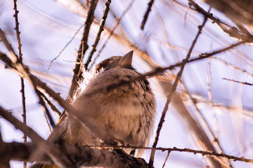 Little Sparrow