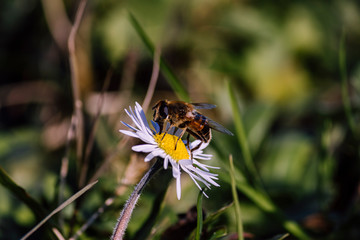 Little bee taking pollen from chamomile