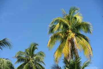 Fototapeta na wymiar View of coconut trees and the sky