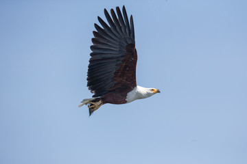African Fish eagle in flight seen at Masai Mara, Kenya, Africa