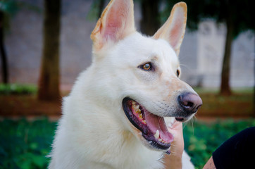 Obraz premium portrait of dog