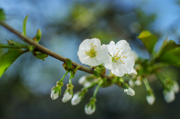 Lovely delicate cherry blossom in warm spring weather for background