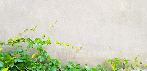 Green vine, liana or creeping plant on gray or grey wall background with copy space. Nature plant wallpaper and Season concept.