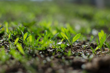 Little green sprouts appeared from the ground