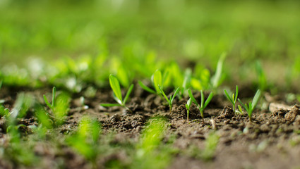 Little green sprouts appeared from the ground