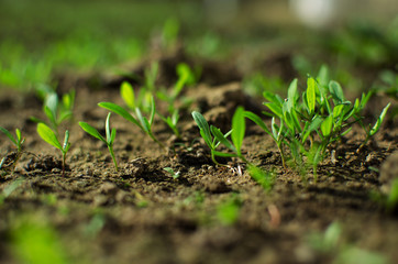 Little green sprouts appeared from the ground