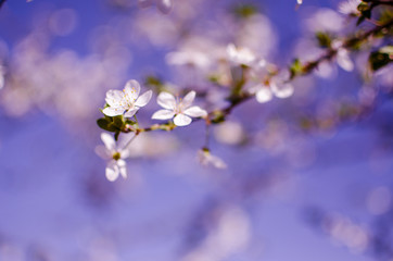 Lovely delicate cherry blossom in warm spring weather for background