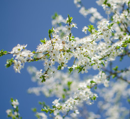 Lovely delicate cherry blossom in warm spring weather for background