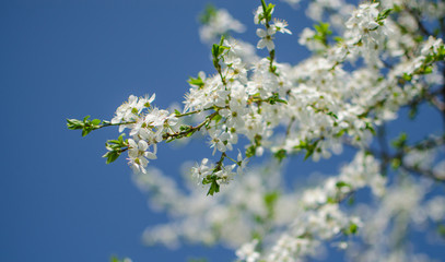 Lovely delicate cherry blossom in warm spring weather for background