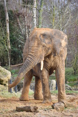 Fototapeta premium Beautiful African elephant at the zoo