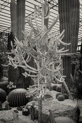 Cacti in black and white image