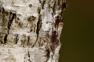 Große Heidelibelle (Sympetrum striolatum)	