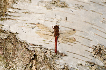 Große Heidelibelle (Sympetrum striolatum)	