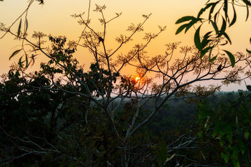 Golden light of the sun behind the branches of a tree surrounded by Green trees and Green Leaves in Indian village tourist spot