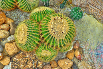 Cacti in a tropical garden