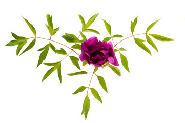 peony with leaves isolated