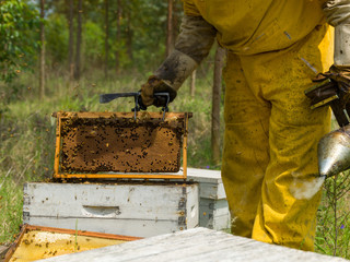 Beekeeper man working in hives, controlling production