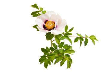 peony with leaves isolated