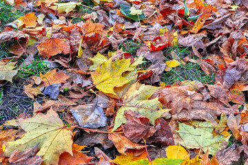 autumn leaves background